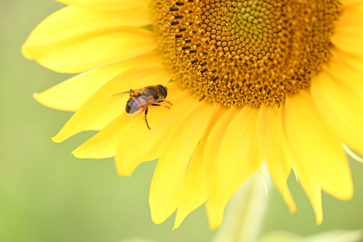 Sonnenblume mit Besucher