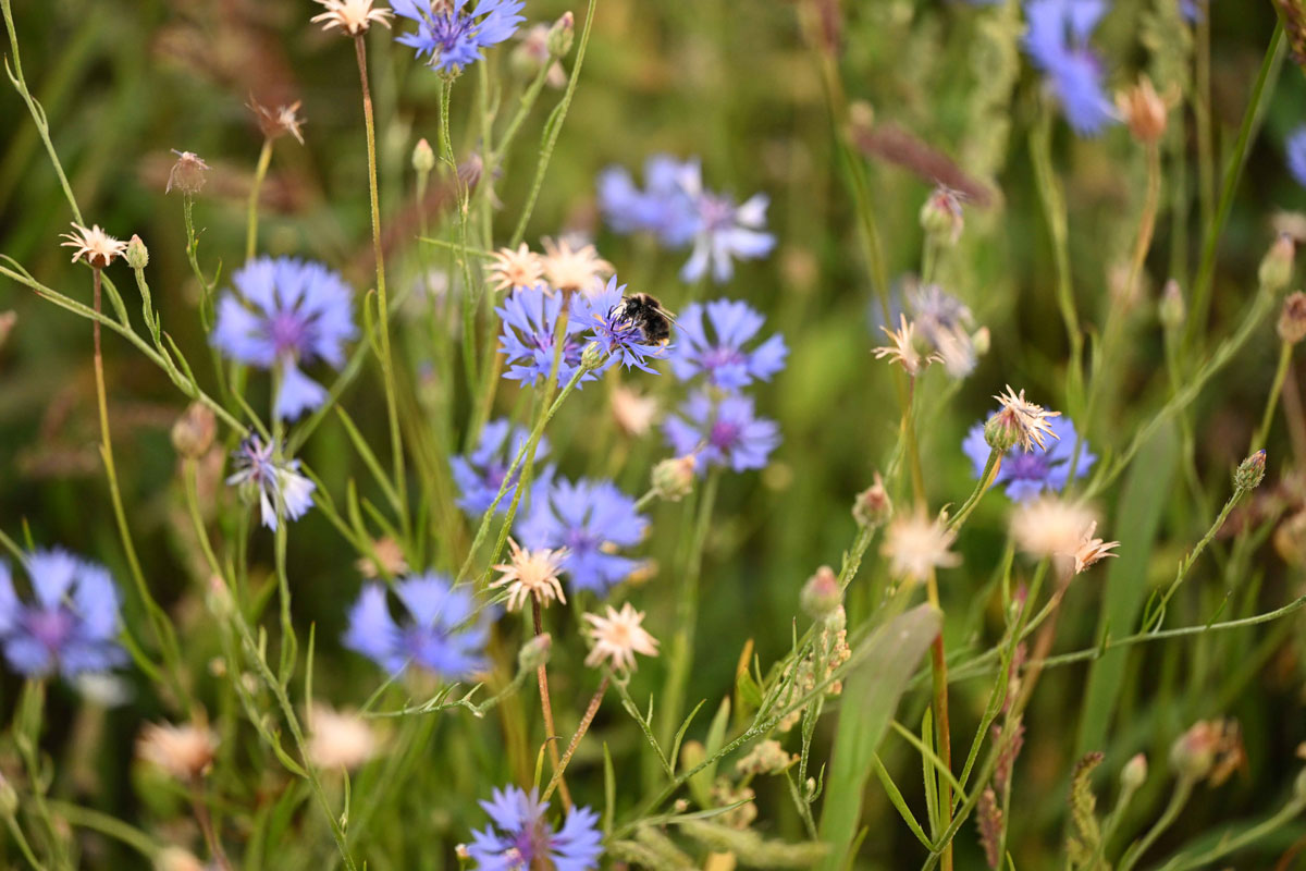 Blühwiese Kornblume mit Hummel